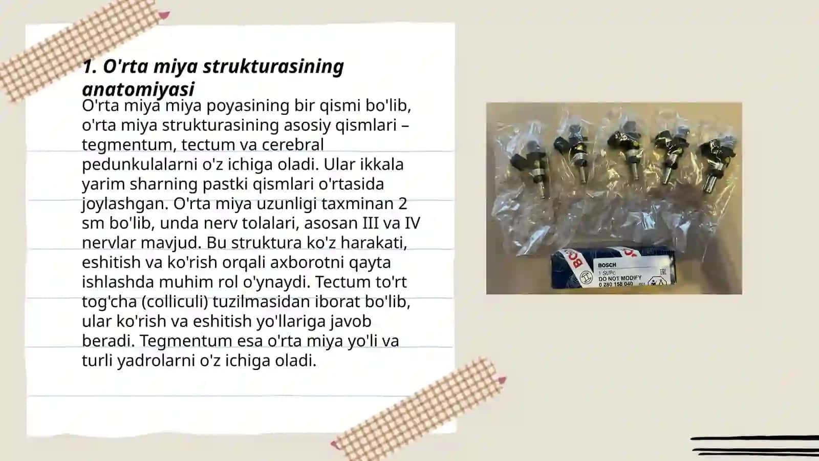 O'rta miya strukturasining anatomiyasi 3