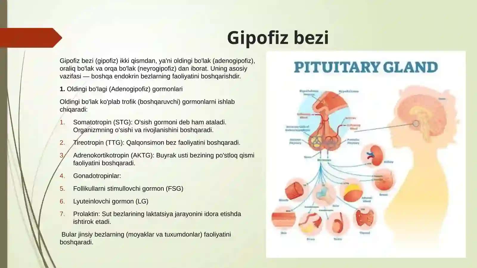 Qalqonsimon, qalqonsimon oldi, buyrakusti, oshqozon osti va jinsiy bezlar fiziologiyasi 3