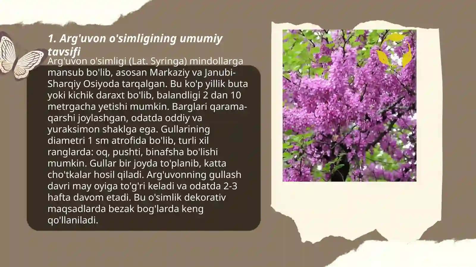 Arg'uvon o'simligi haqida ma'lumot va uning dorivorlik xususiyati 3