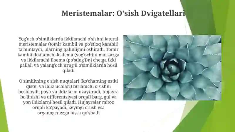 O'simliklarning kelibchiqish va organlarining paydobo'lishi 3