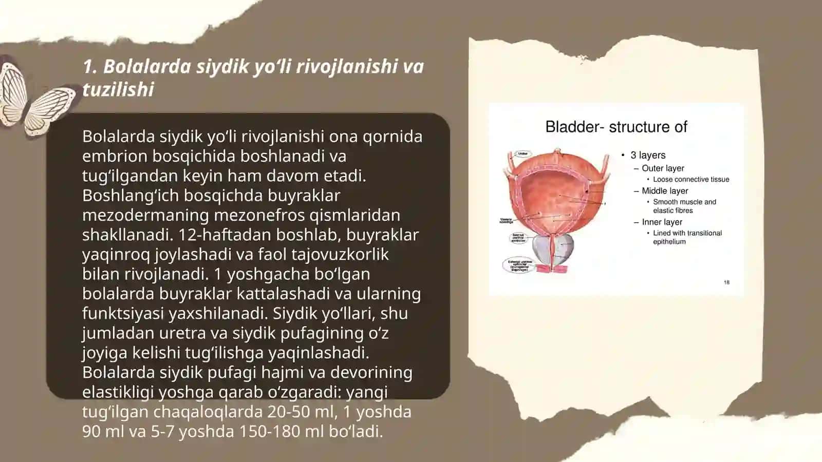 Bolalarda siydik yòli,siydik pufagi,siydik chiqarish kanali anatomofiziologik xususiyatlari 3