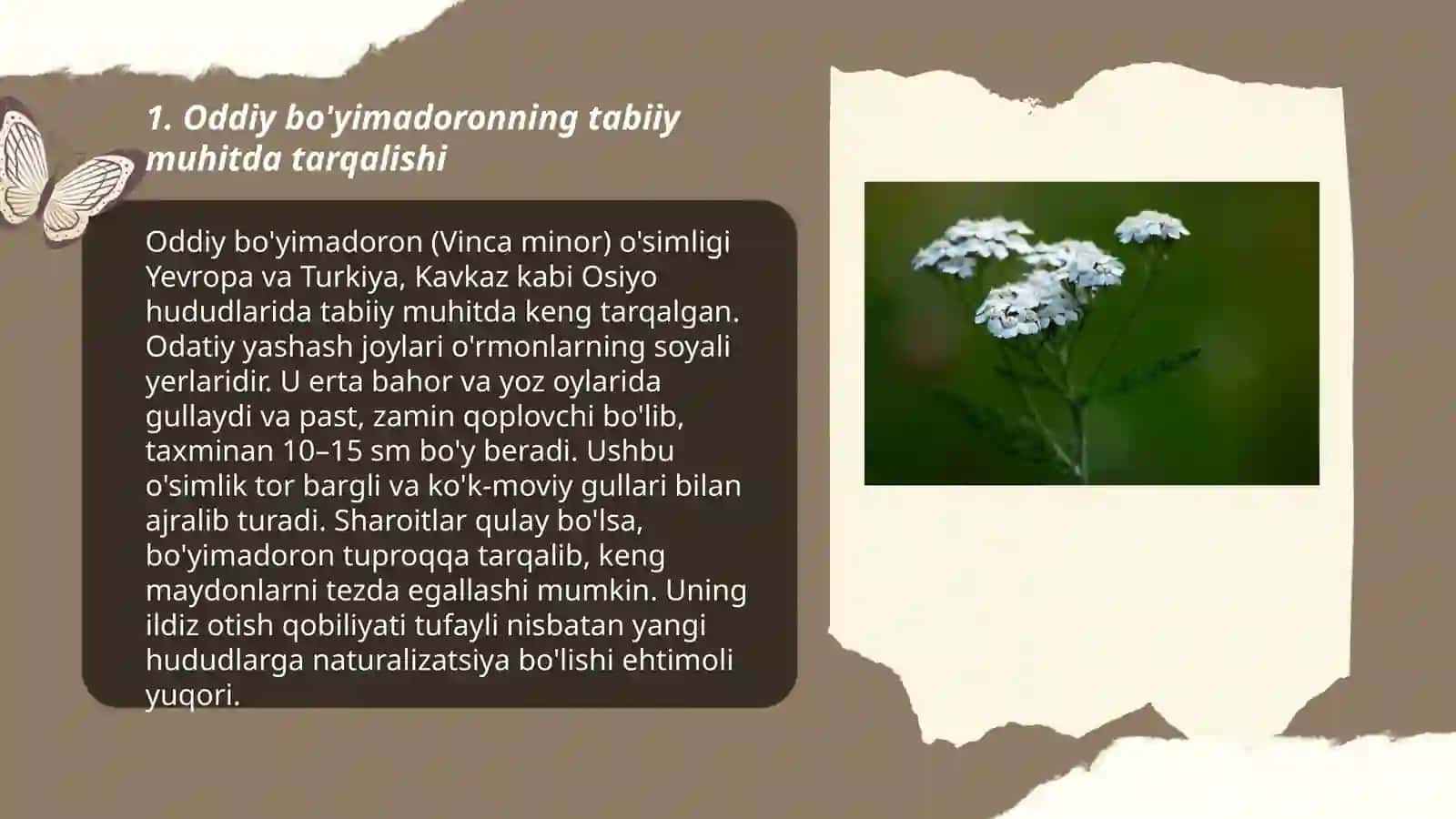 Oddiy bo'yimadoron (Achillea millefolium) 3