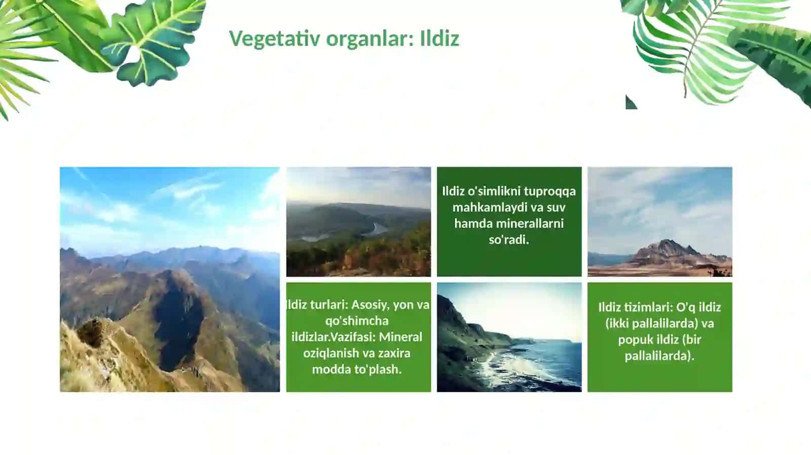 O'simlik hujayrasi va to'qimalari 3