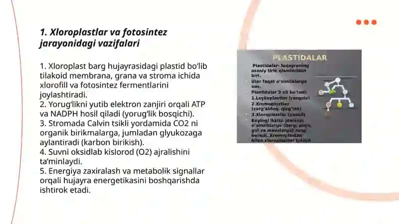 Plastida turlari va ularning vazifalari 3