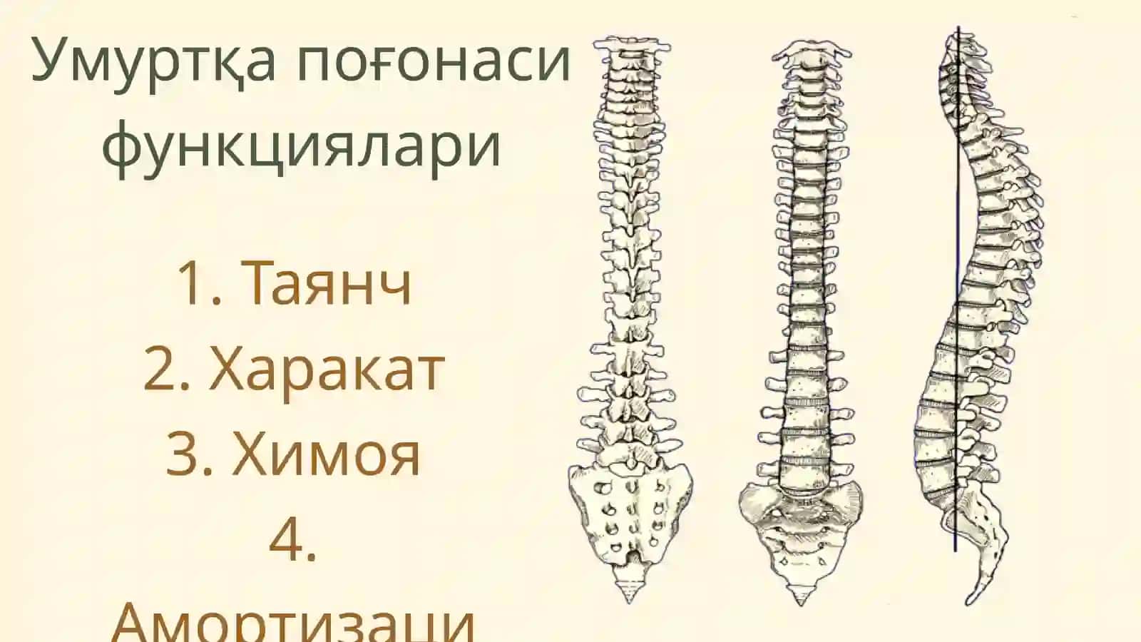 Kattalar va bolalarda umurtqa pog’`onasi shikastlanishlari. Chanoq suyaklarini sinishi.Son suyagini shikastlanishlari 3