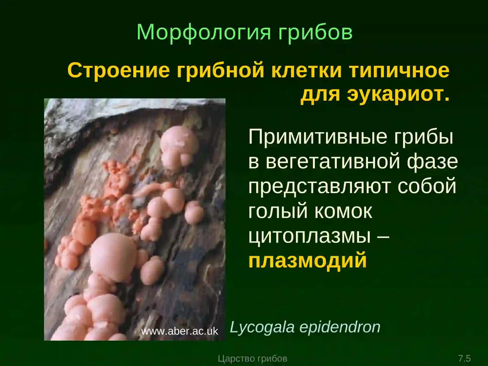 Морфология и физиология грибной клетки 3