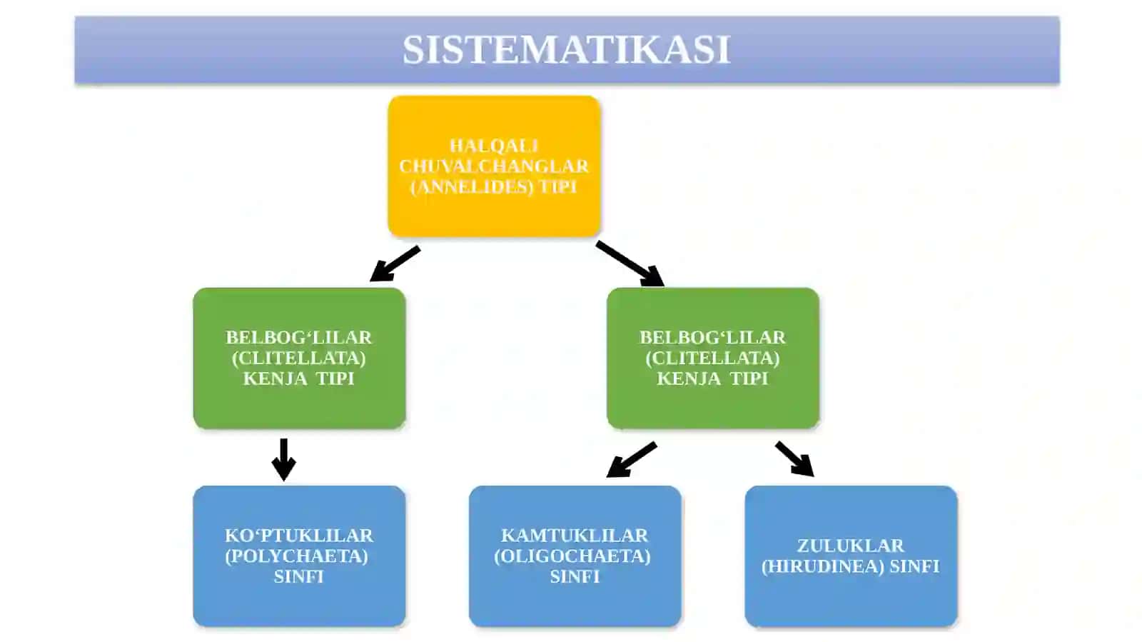 HALQALI CHUVALCHANGLAR (ANNELIDA) TIPI 3
