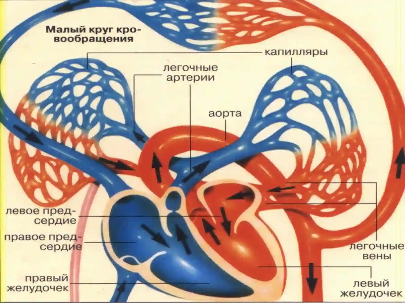 Гемодинамика 3