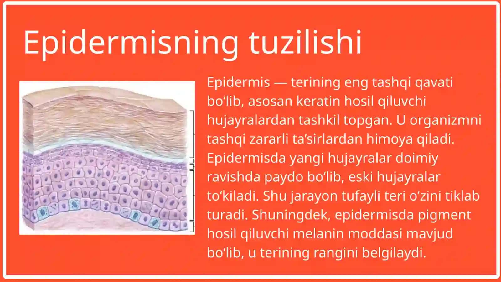 TERI VA UNING HOSILALARI: SOCHLARI, TIRNOQLAR, SUT BEZI 3