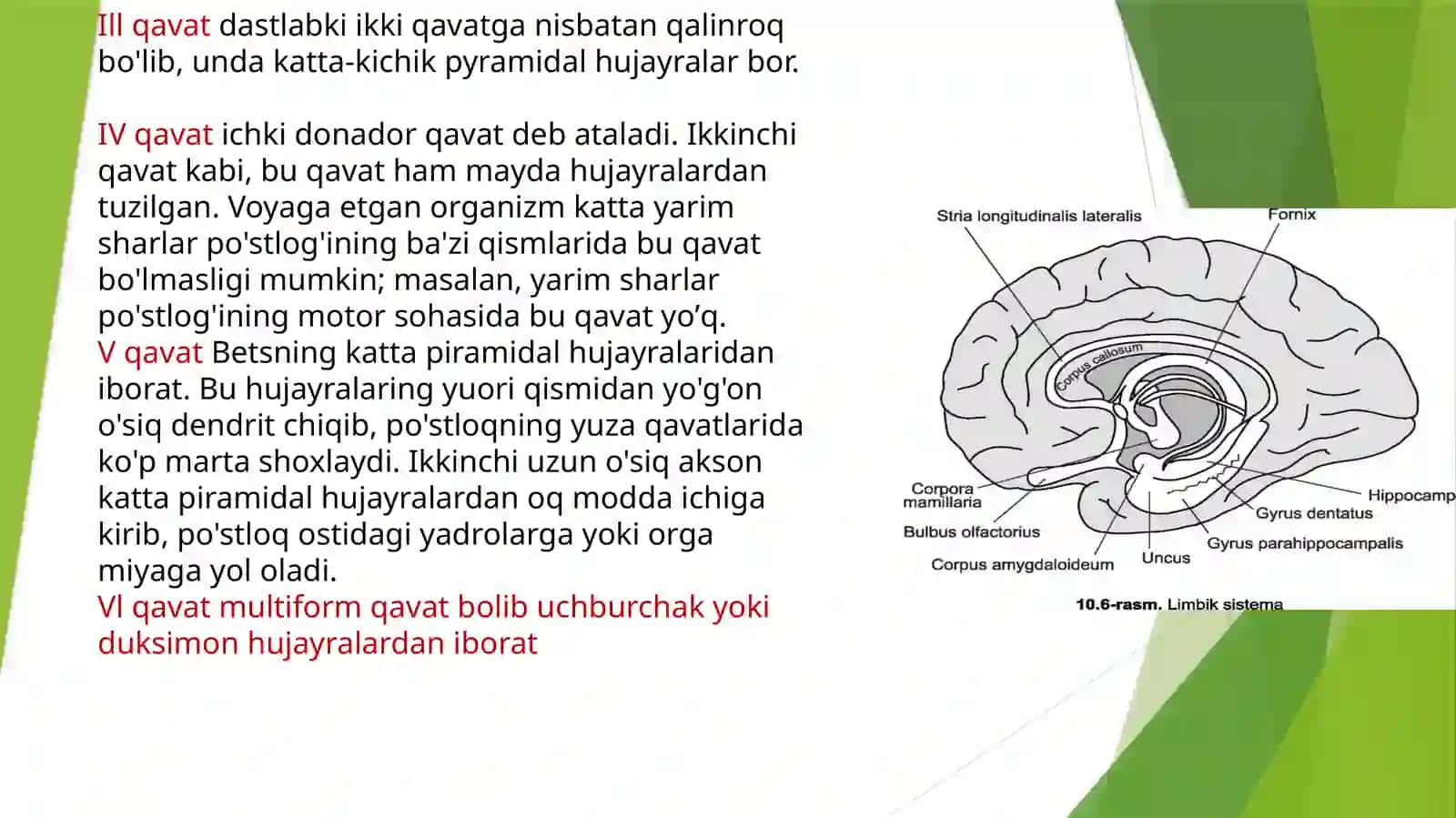 BOSH MIYA TURLI BO’LIMLARI FAOLIYATINI O’RGANISH .BOSH MIYA YARIMSHARLAR PO’STLOG’INING FIZIOLOGIYASI 3