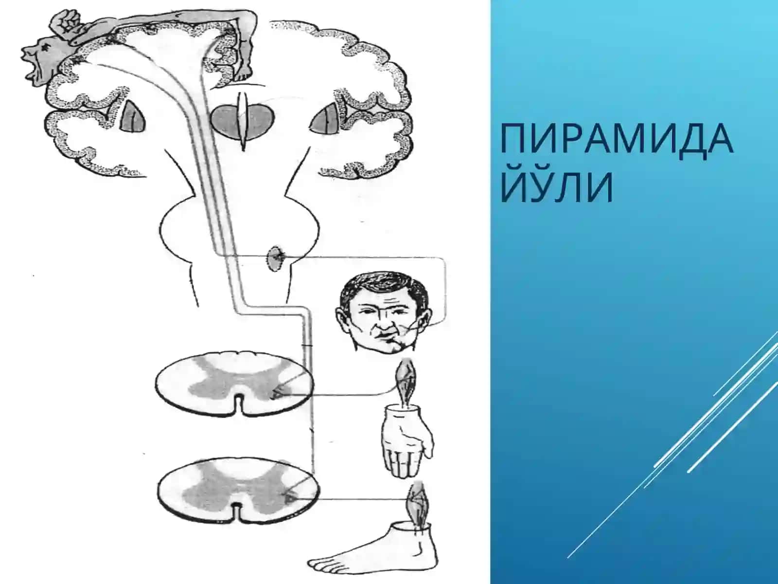 Ихтиёрий харакат тизими 3