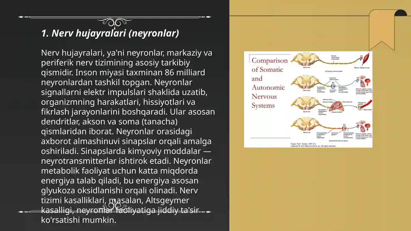 Nerv sistemasi fiziologiyasi 3
