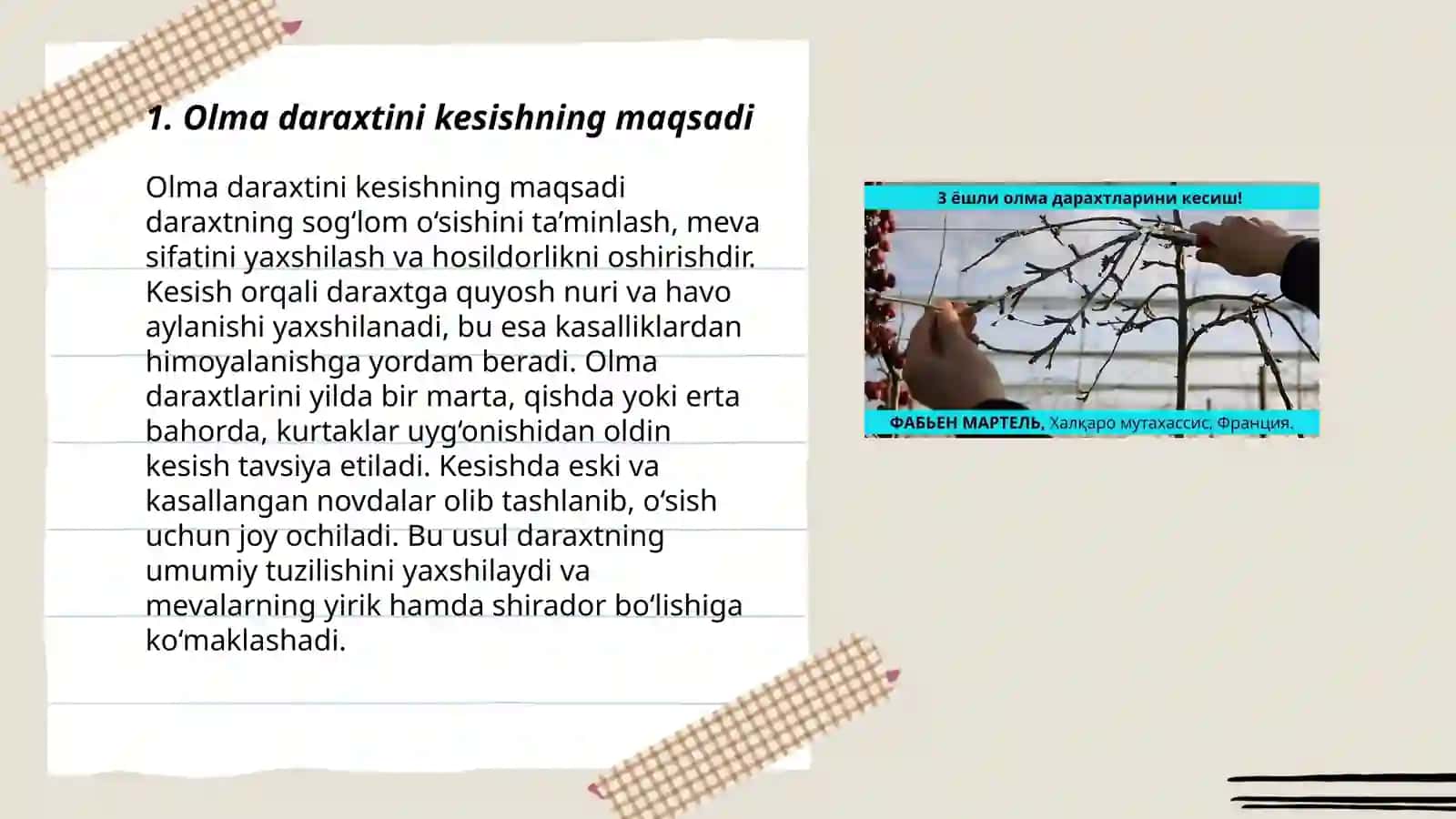 Olma daraxtini kesish va butash texnologiyasi 3