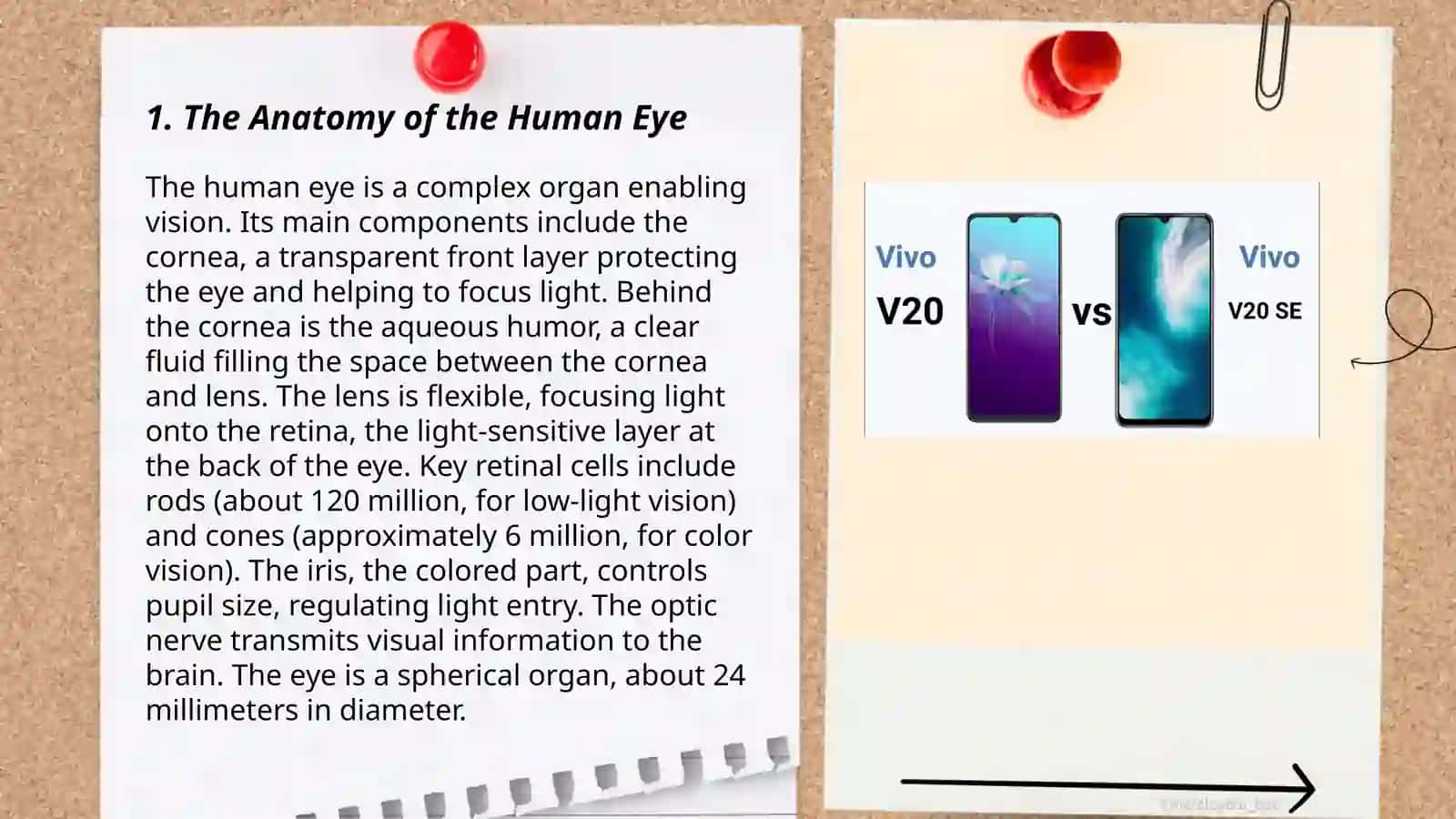 The Anatomy of the Human Eye 3