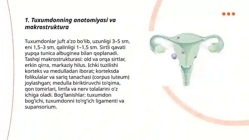 Ayollarning jinsiy tizimi.Tuxumdon va Bachadon nayi 3