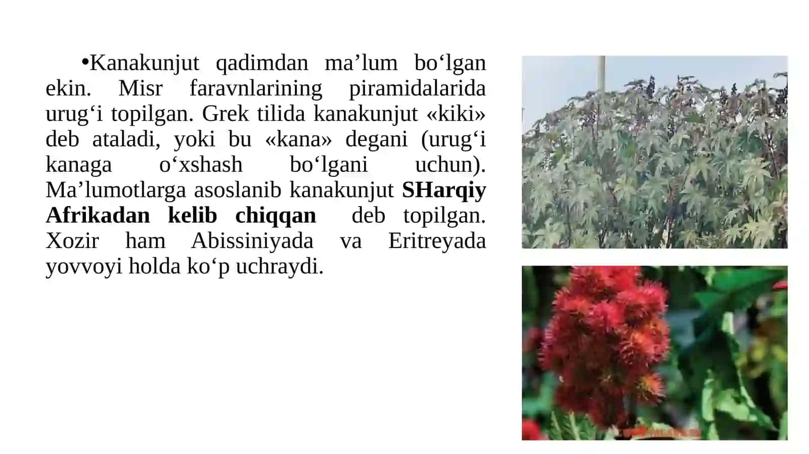 Kanakunjut ahamiyati, biologiyasi va yetishtirish texnologiyasi 3