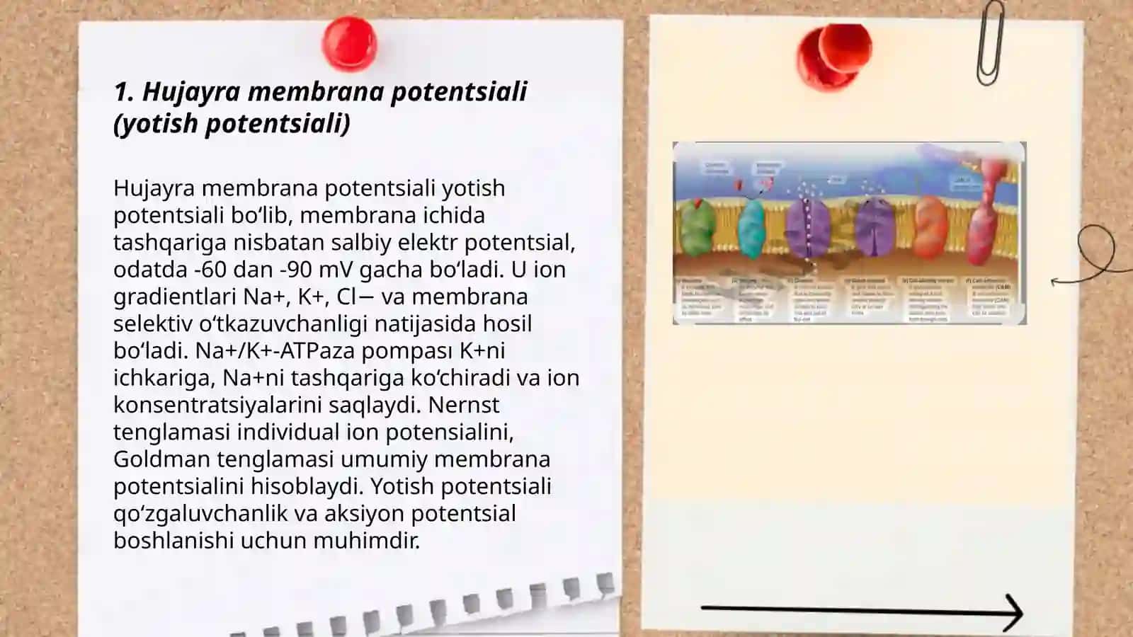 Qo’zgaluvchan to’qima fiziologiyasi 3