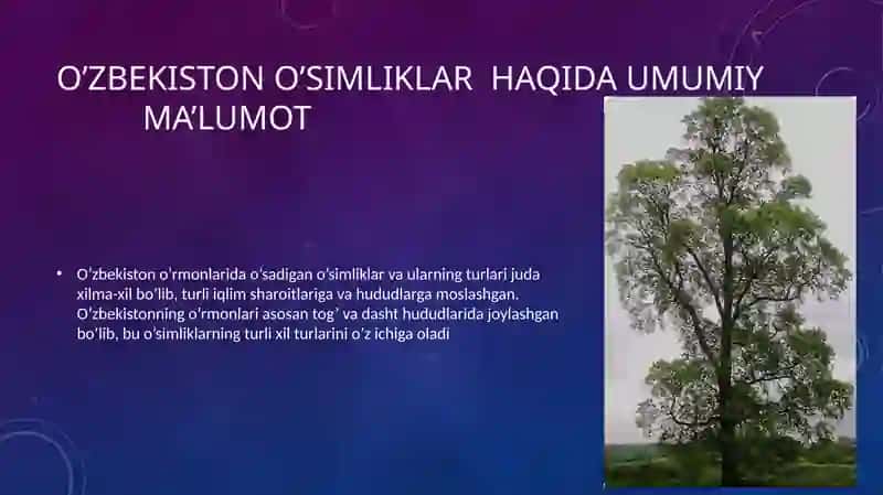 O’zbekiston o’rmon o’simliklari haqida umumiy ma’lumot 3