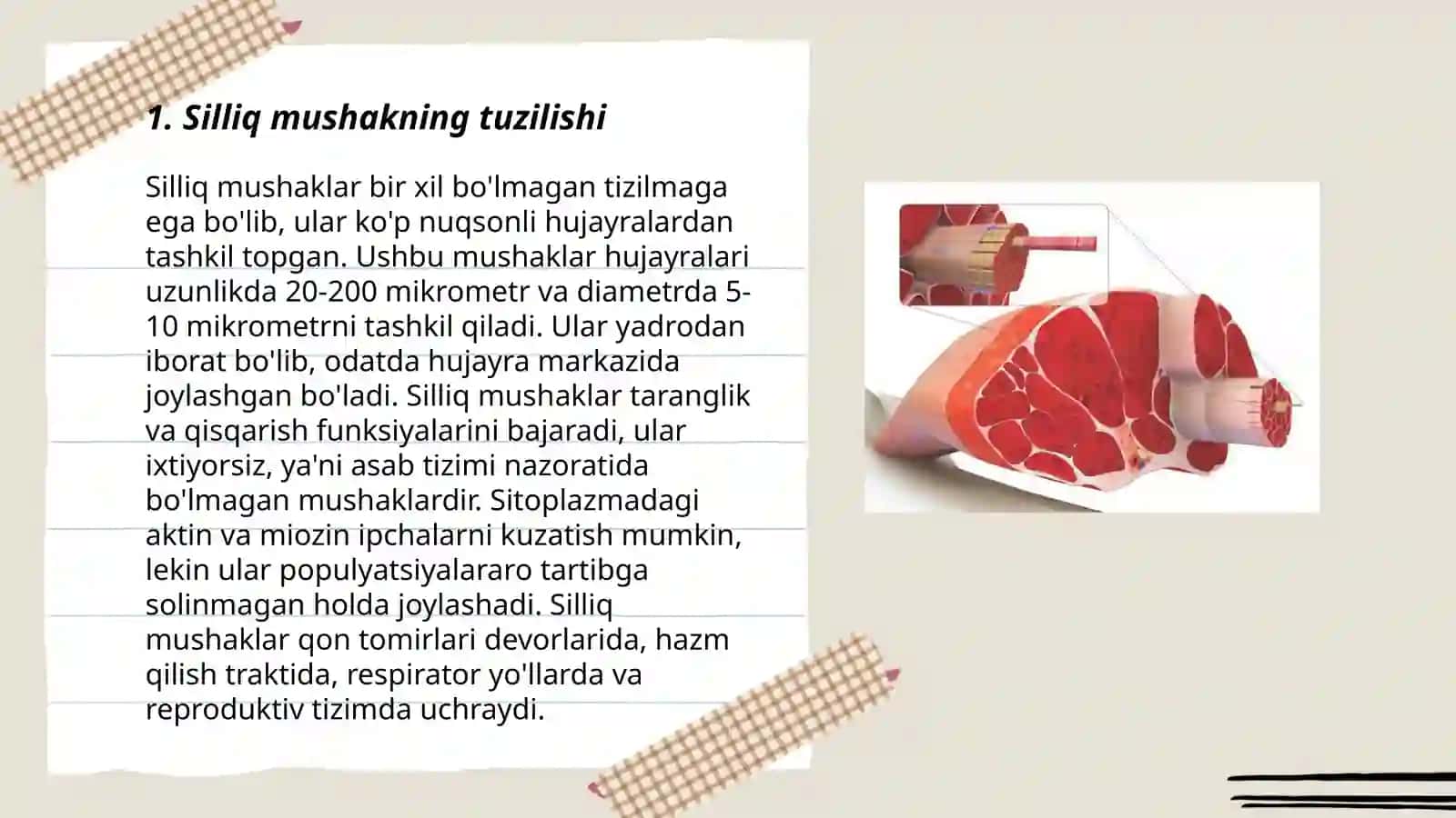 Silliq mushakning fiziologiyasi 3