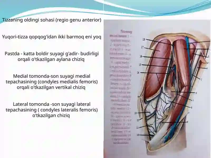 Tizza bo'g'imi (Articulatio genus) 3
