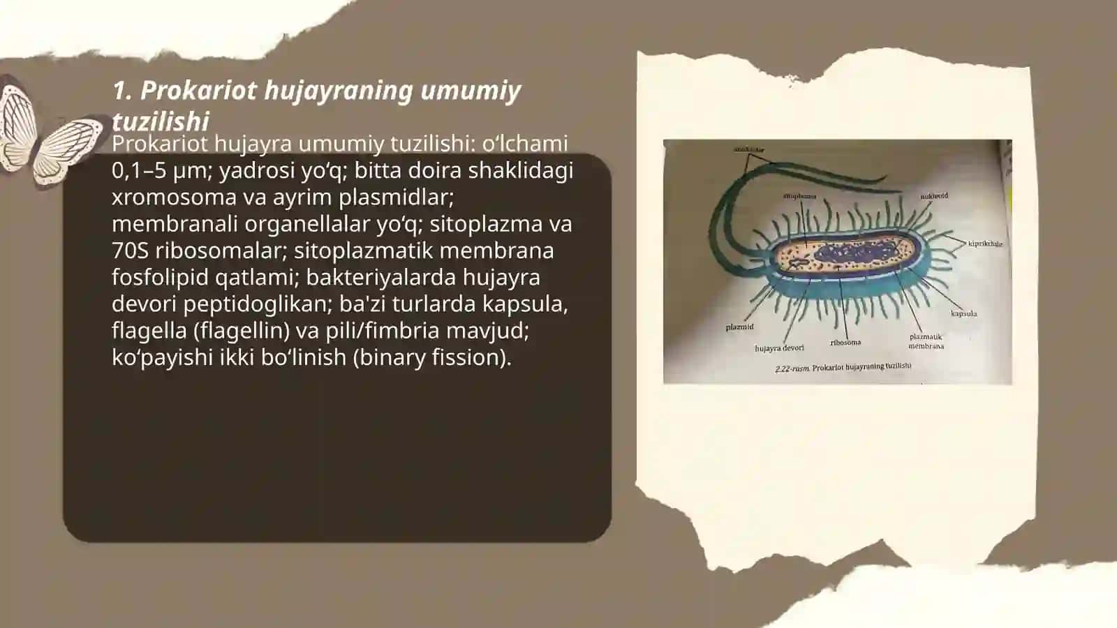 Prokariot hujayralarning tuzilishi 3