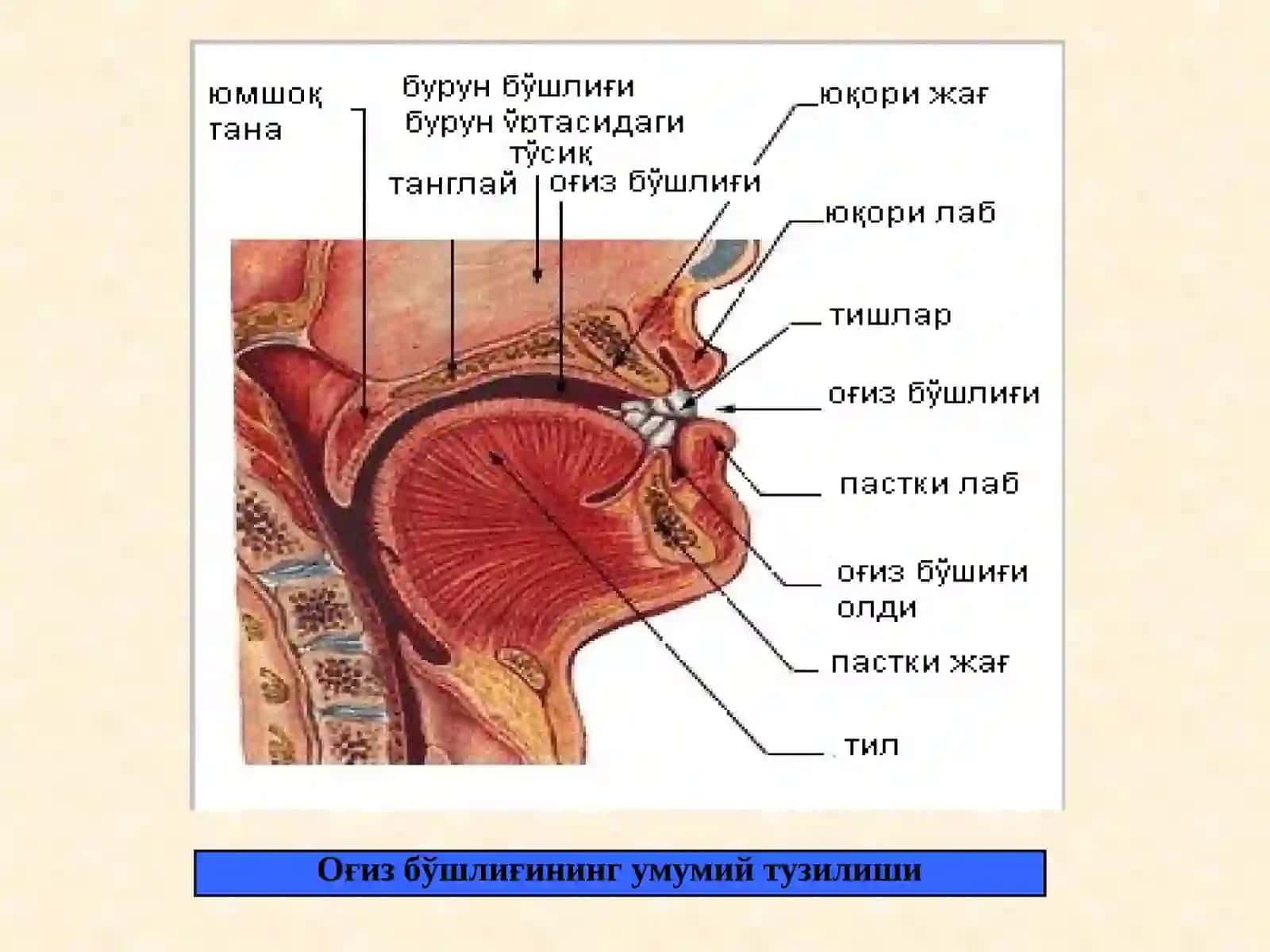 Оғиз бўшлиғининг умумий тузилиши 3