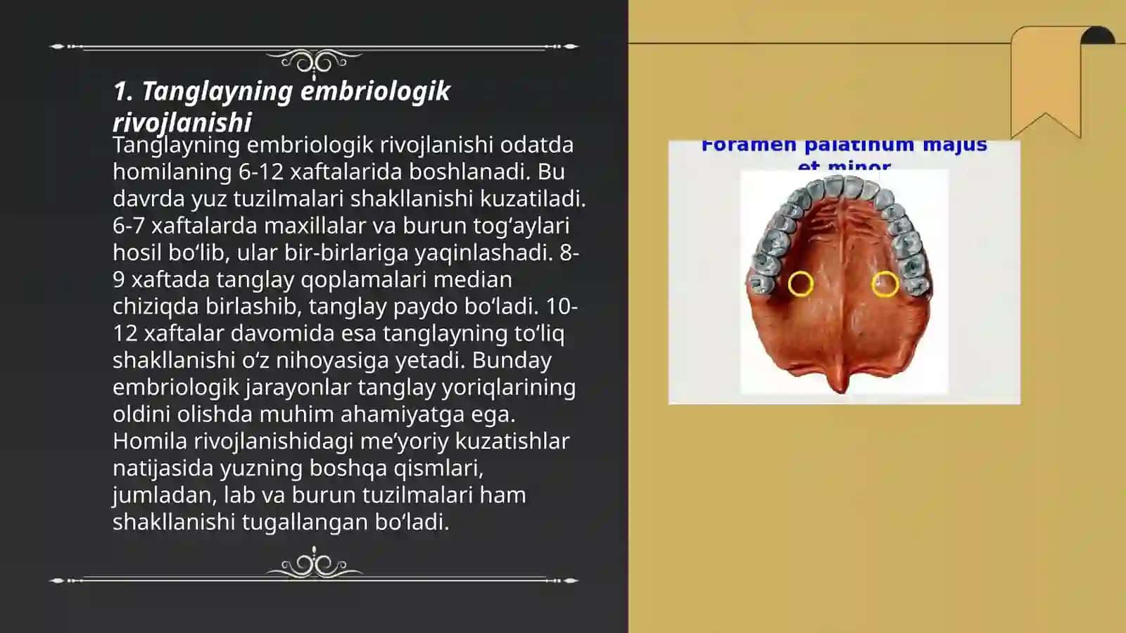 Anatomiyada Tanglayni yoshga nisbatan xususiyatlari va rivojlanish nuqsonlari 3