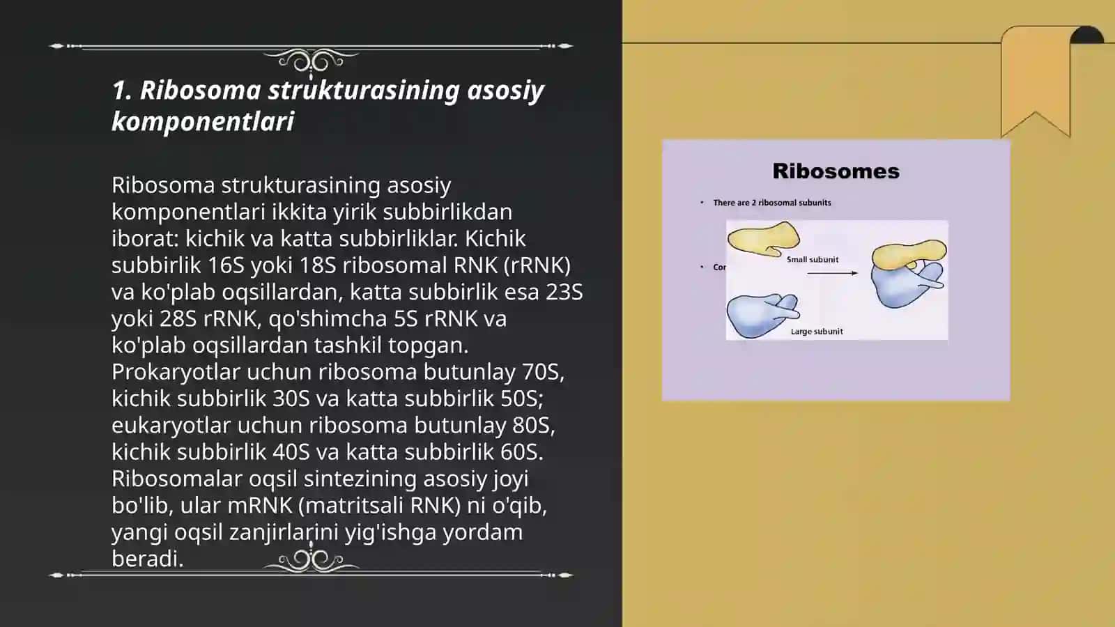 Ribosoma tuzilishi 3