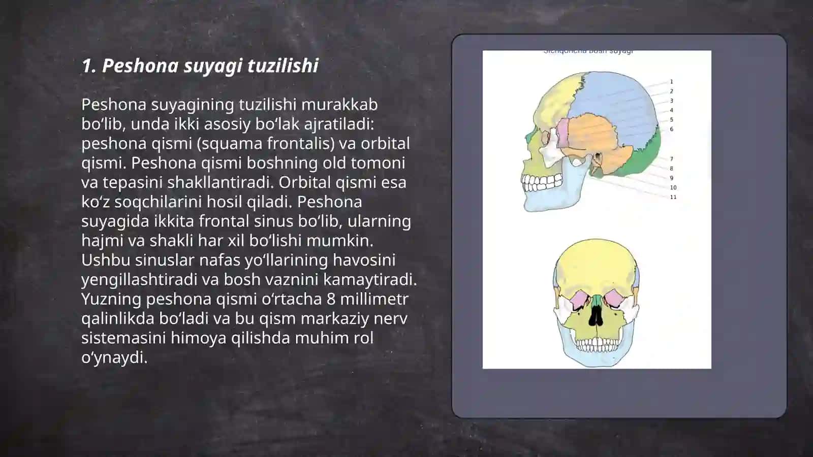 Peshona,ensa va teppa suyaklarining tuzilishi 3
