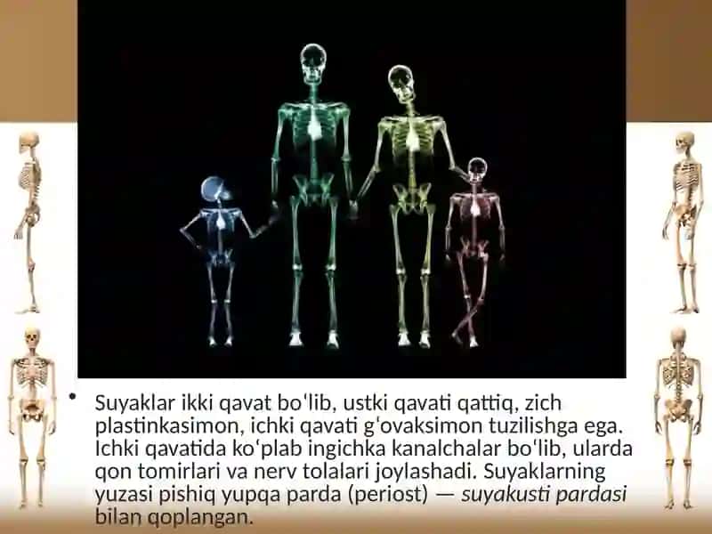 §.Suyaklarning tuzilishi va o'sishi 3