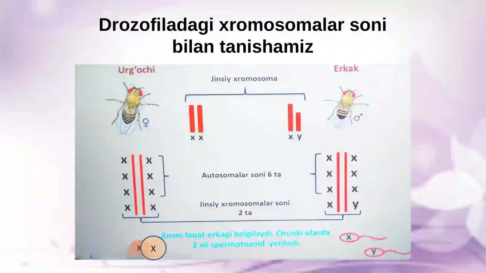 Jinsiy xromosomalar va avlodlar. Belgilarning birikkan holda irsiylanishi 3