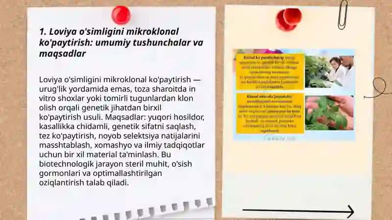 Loviya o’simligini mikroklonal ko’paytirish 3