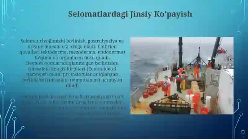 Qorinoyoqlilar jinsiy sistemasi, rivojlanishi 3