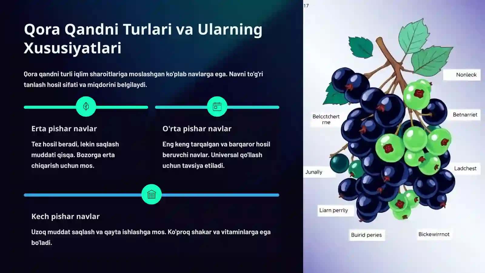 Qora Qandni Yetishtirish Texnologiyasi 3