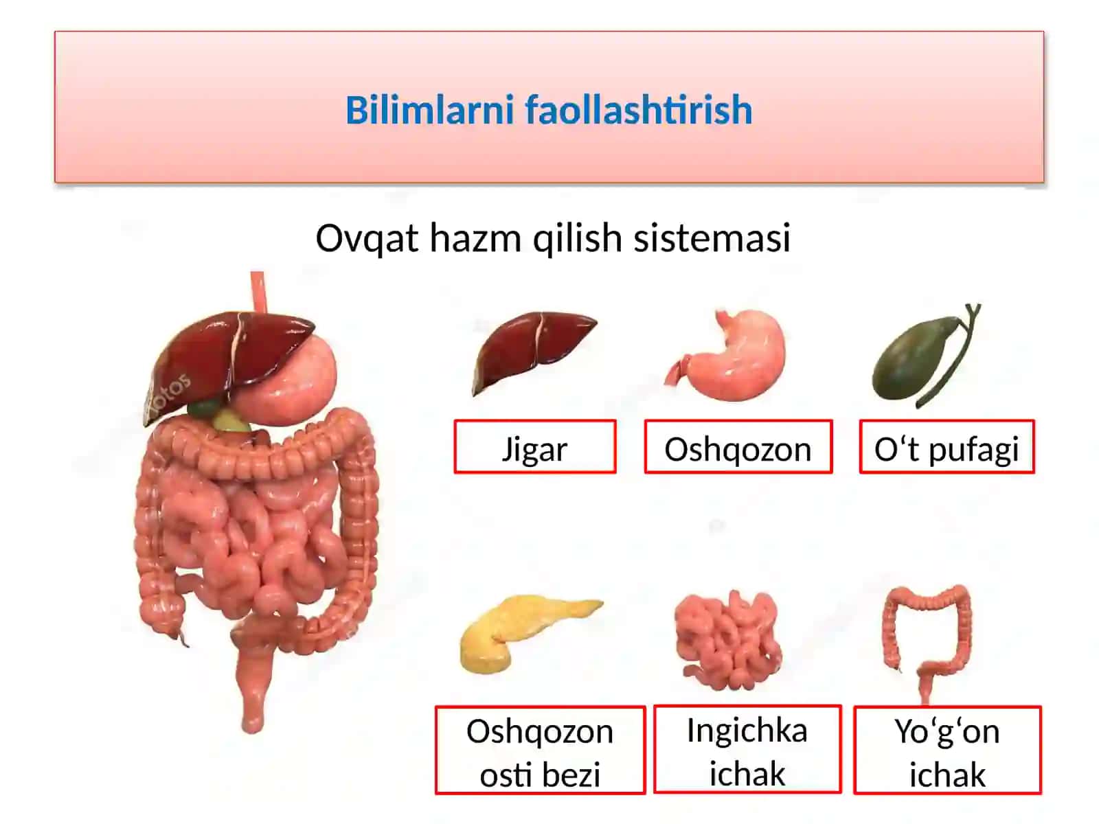 Ratsional ovqatlanish, kunlik ovqat ratsionini tuzish 3