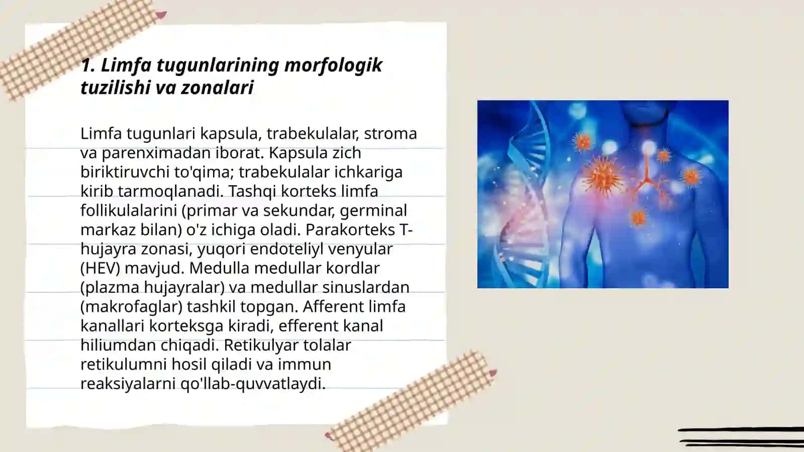 Immun jarayonlarining marfalogiyasi 3