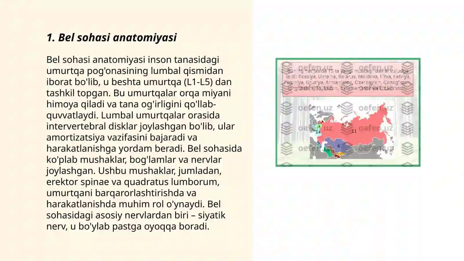 Bel sohasi topografiyasi. Buyrak va siydik yõllaridagi operatsiyalar 3