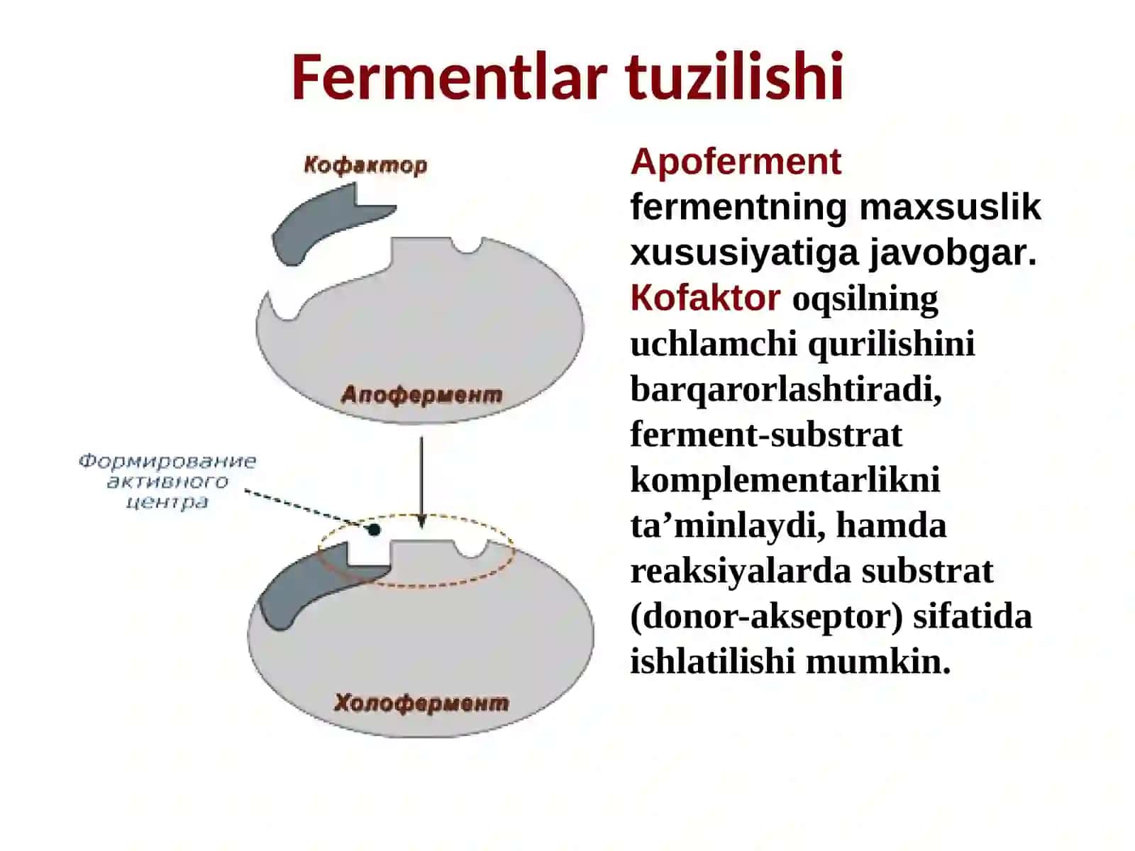 Fermentlarning tasir etish mexanizmi Kofermentlar tuzilishi Nuklein kislotalarning tuzilishi 3