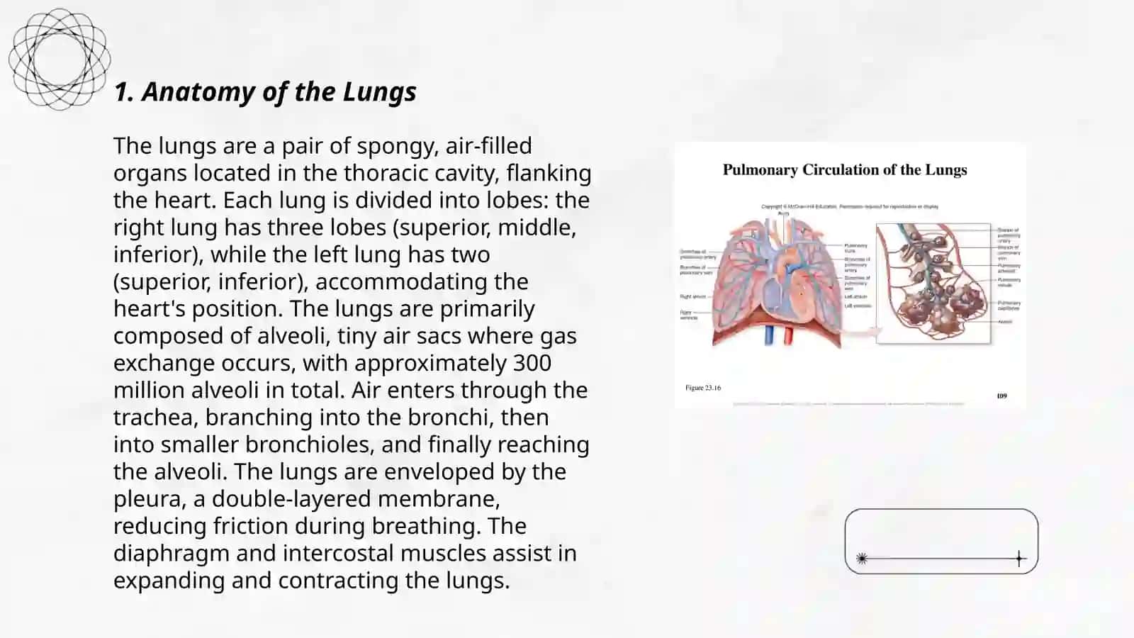 Lungs and a pulmonary system 3