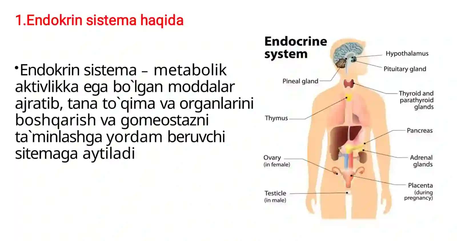 MARKAZIY ENDOKRIN SISTEMASI GISTOLOGIYASI 3