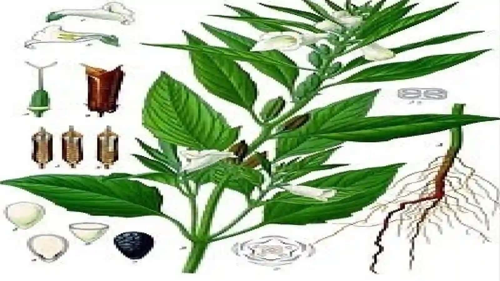 Kunjut yetishtirish agrotexnikasi 3