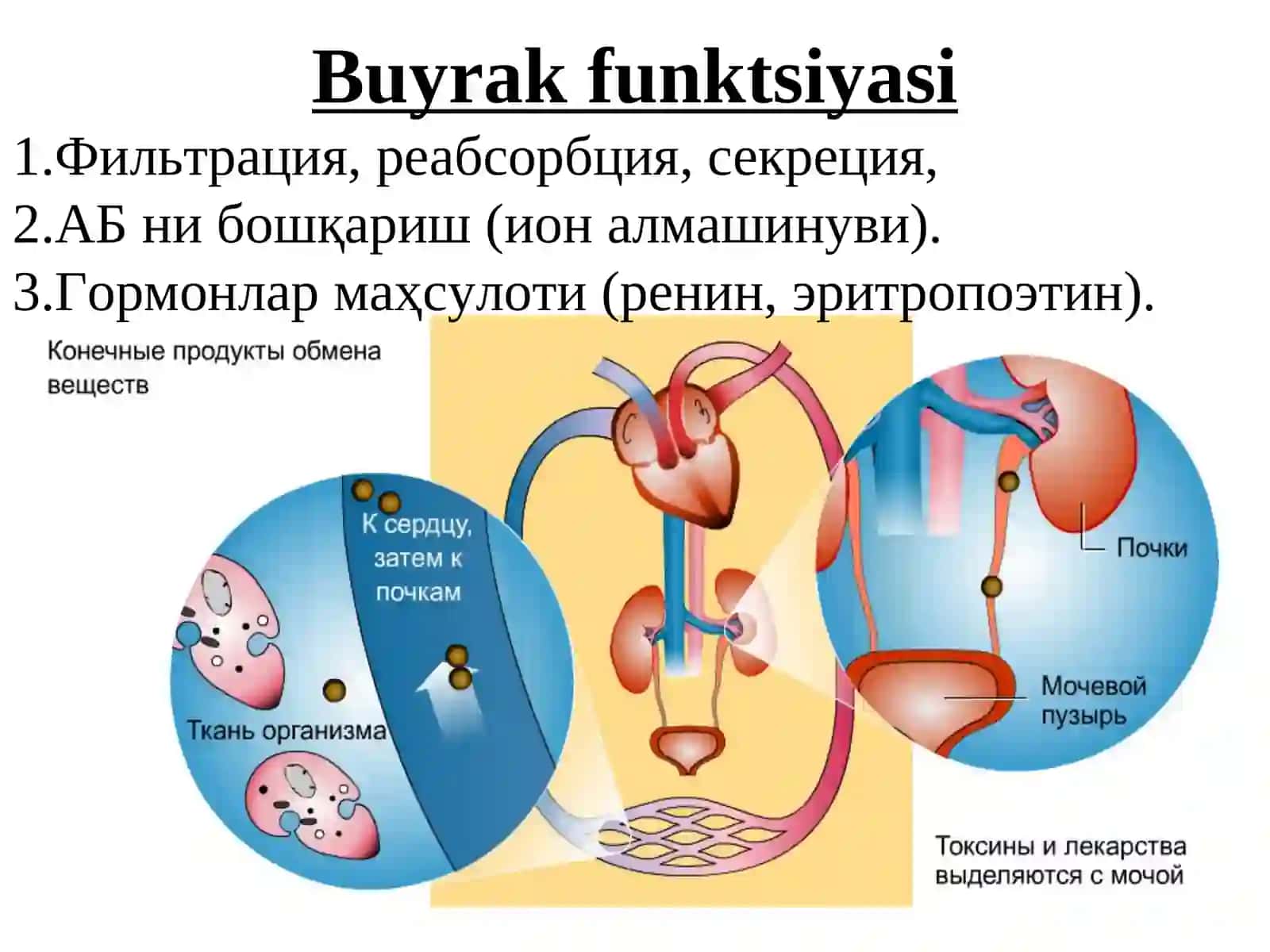 Siydik Xаydovchi Moddаlаr (Diuretiklar) 3