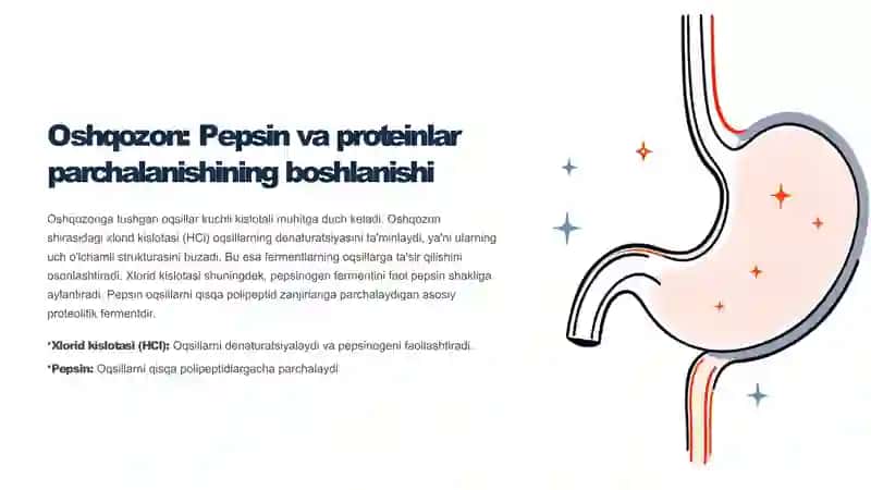 Oqsillarning hazmlanishi biokimyosi, aminokislotalarning so'rilishi vа
to'qimalararo taqsimlanishi. 3
