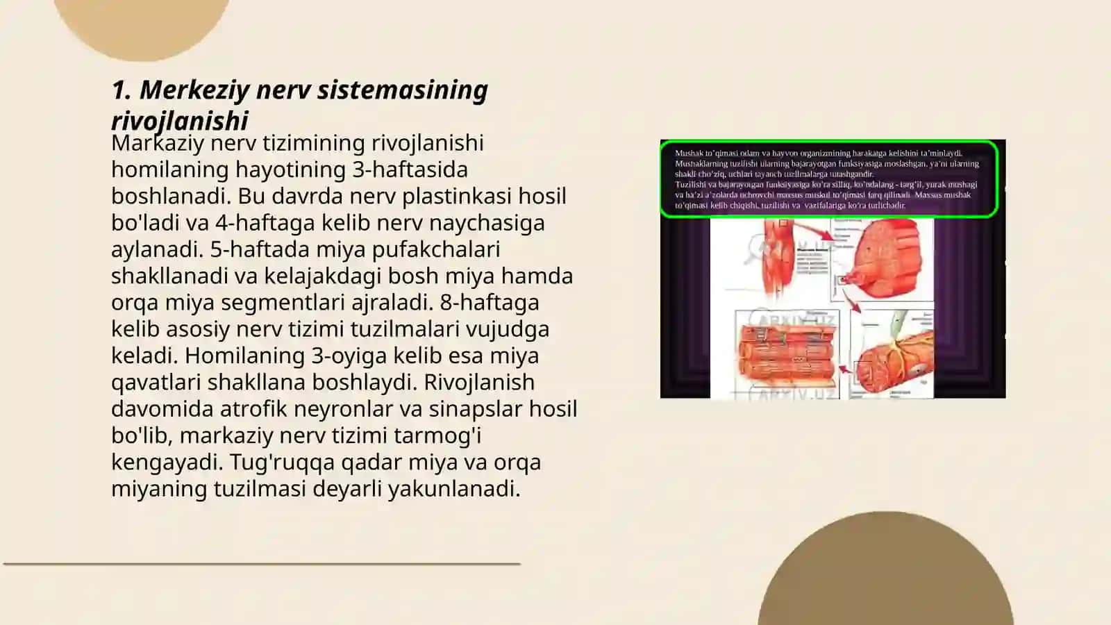 Nerv sistemasining yoshga xos xususiyatlari 3