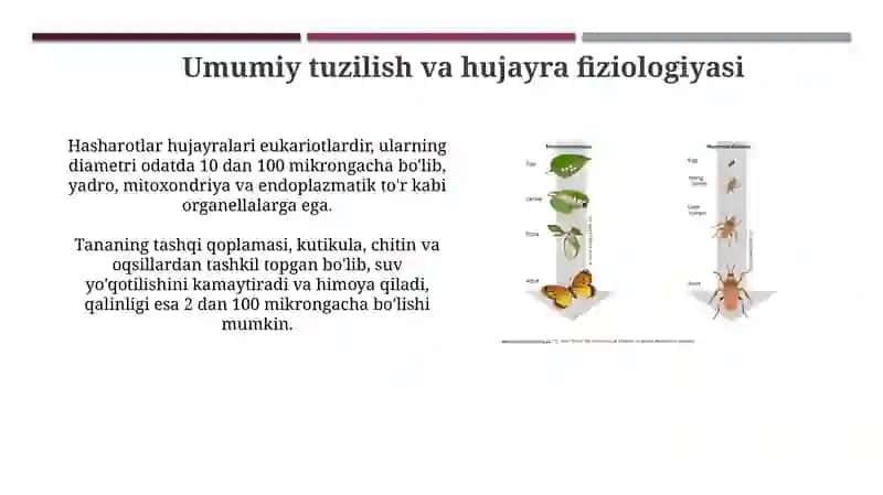 Hasharotlar fiziologiyasi 3