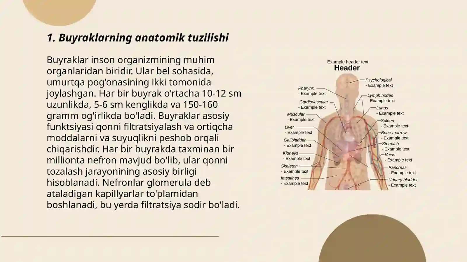 Buyrak anatomiyasi, fiziologiyasi, kasalliklari 3