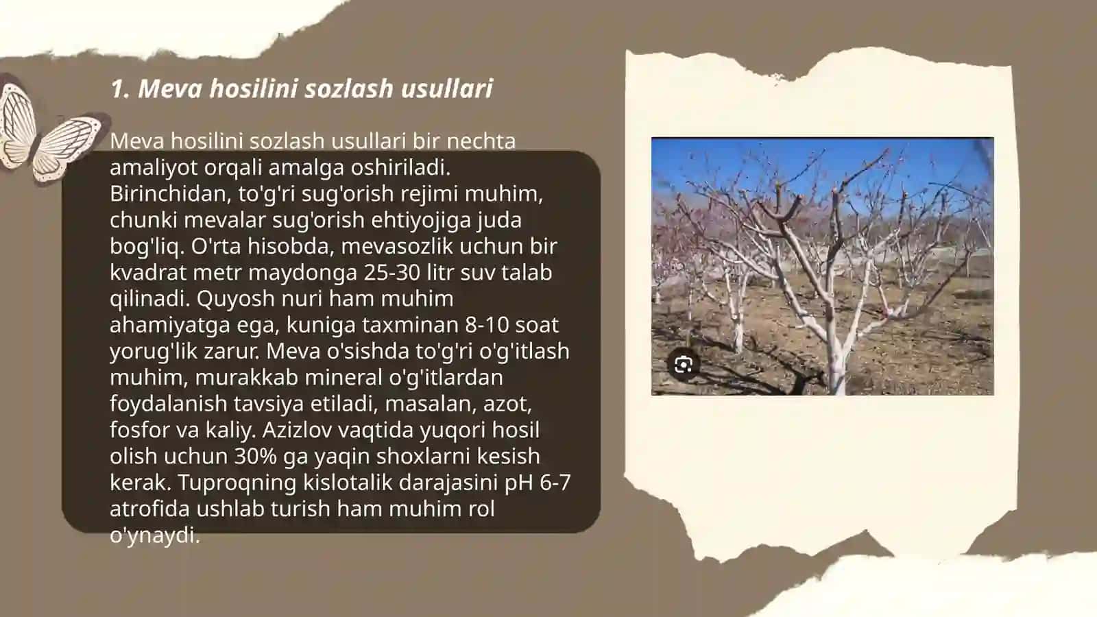 Meva ko'chatzorining shakl berish bo'limida bajariladigan ishlar 3