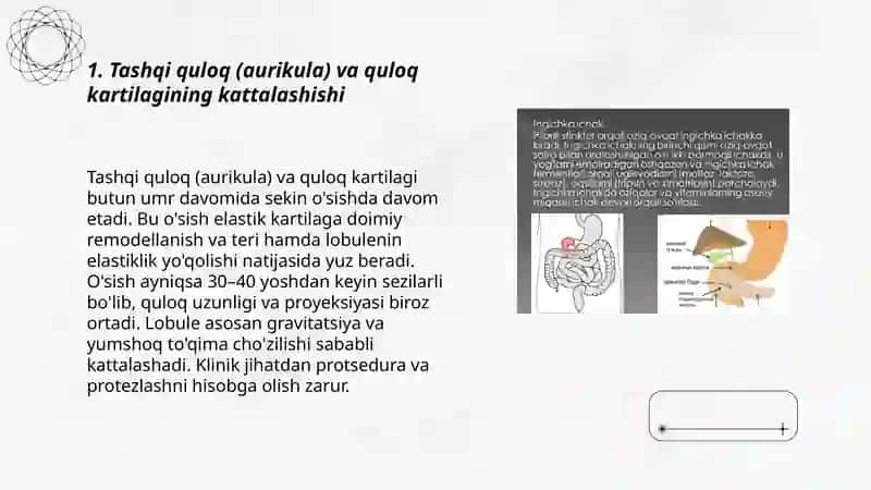 Inson tanasining yoshi bilan o'sishda davom etadigan qismlari 3