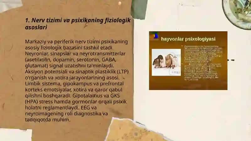 Psixikaning nerv fiziologik asoslari 3
