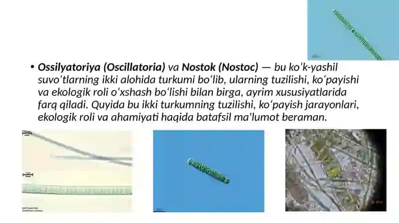 Ko‘k —yashil suvo‘tlari bo‘limi. Ossilyatoriya va Ossilyatoriya va nostokning tuzilishi va ko’payishi 3